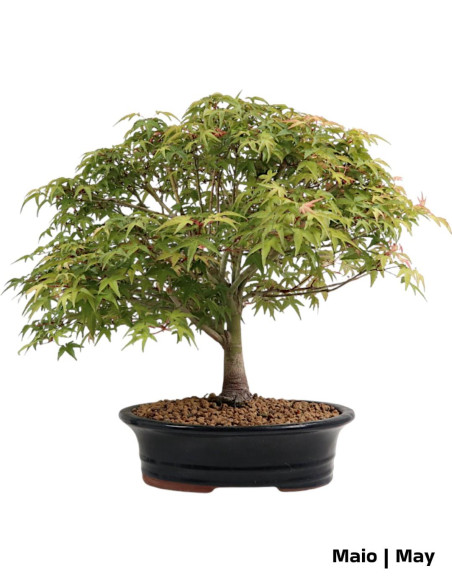28 Jahre alter Acer Palmatum Kiohime Bonsai