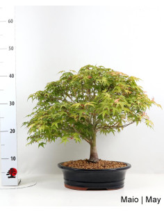 28-year-old Acer Palmatum Kiohime Bonsai 2