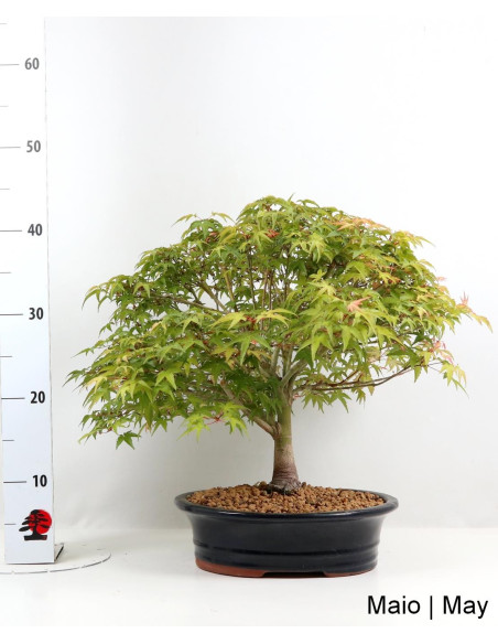 Acer Palmatum Kiohime Bonsai 28 years old