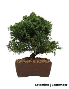 Bonsai di Ginepro Itoigawa di 27 anni