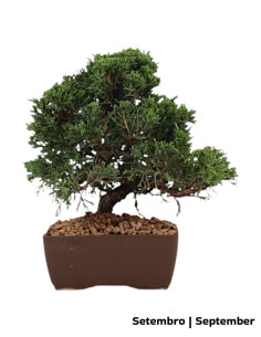 Bonsai di Ginepro Itoigawa di 27 anni