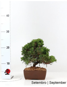 Bonsai di Ginepro Itoigawa di 27 anni 2