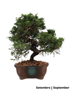 23 Jahre alter Juniperus Itoigawa Bonsai