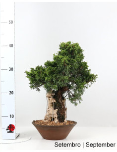 35 Jahre alter Juniperus Itoigawa Bonsai 2