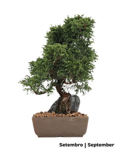 Juniperus Itoigawa Bonsai di 30 anni