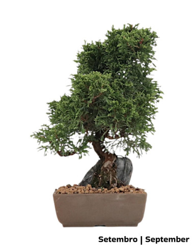 Juniperus Itoigawa Bonsai de 30 anos