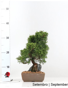 Juniperus Itoigawa Bonsai von 30 Jahren 2