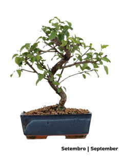 Prunus Mahaleb Bonsai di 9 anni