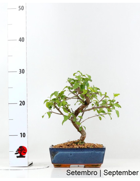 bonsai chokkan Mini Bronze Chokkan Pine Bonsai with Ocean Jasper main image 0