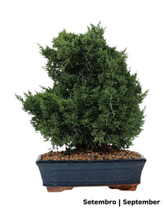 Juniperus Sargentii Bonsai di 12 anni
