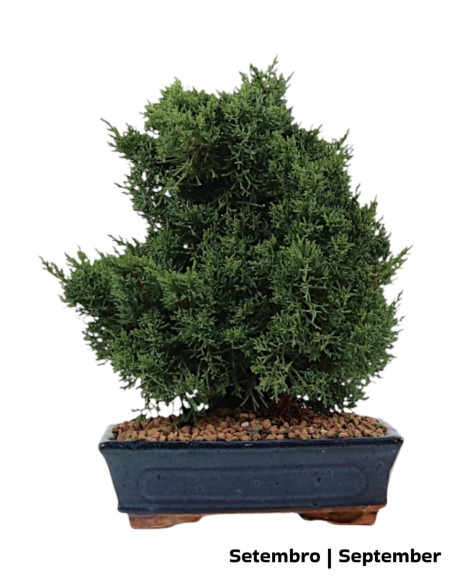 Juniperus Sargentii Bonsai von 12 Jahren