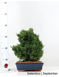 Juniperus Sargentii Bonsai di 12 anni 2