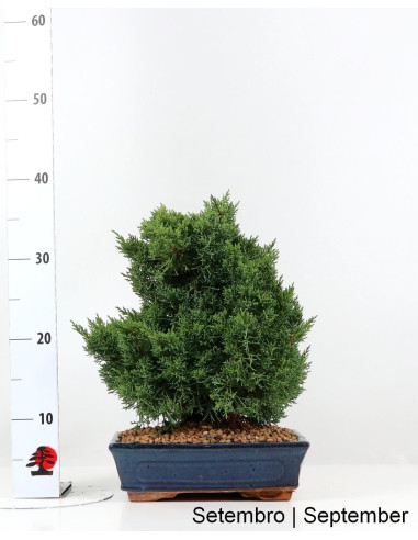 Juniperus Sargentii Bonsai von 12 Jahren