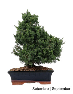 Juniperus Sargentii Bonsai de 17 años