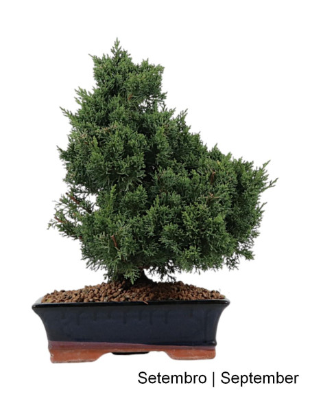 Juniperus Sargentii Bonsai de 17 años