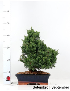 Juniperus Sargentii Bonsai of 17 years 2