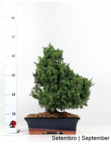 Juniperus Sargentii Bonsai de 17 años
