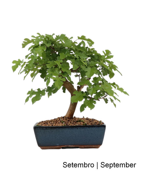 Gelso Bonsai di 12 Anni