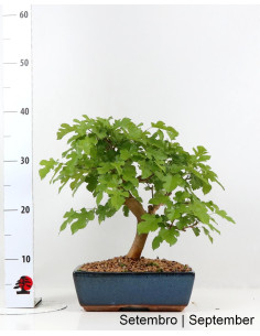12 Year Old Bonsai Mulberry Tree 2