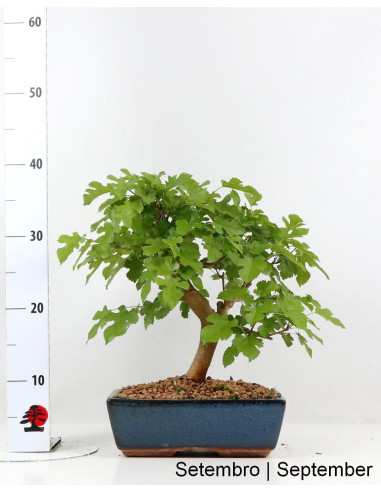 Gelso Bonsai di 12 Anni