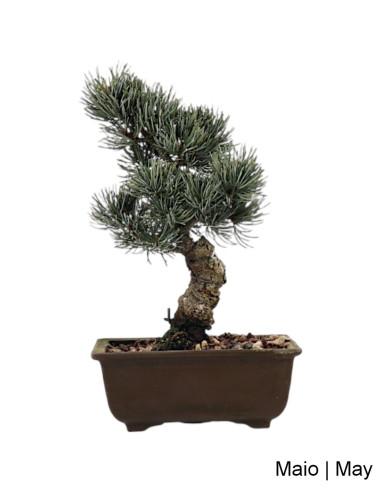 Bonsai di Pinus Pentaphylla di 19 anni