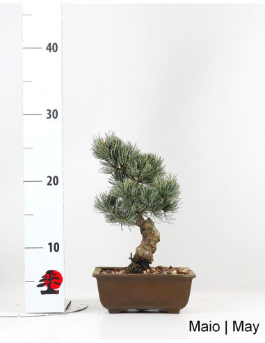 Bonsai di Pinus Pentaphylla di 19 anni
