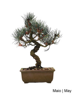 Pinus Pentaphyla Bonsai von 19 Jahren