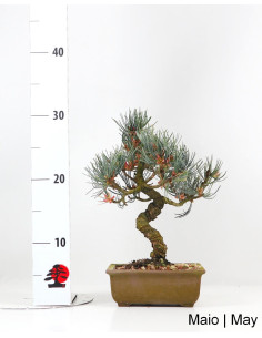 Pinus Pentaphyla Bonsai von 19 Jahren 2
