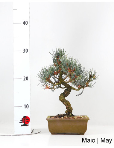 Pinus Pentaphyla Bonsai di 19 anni