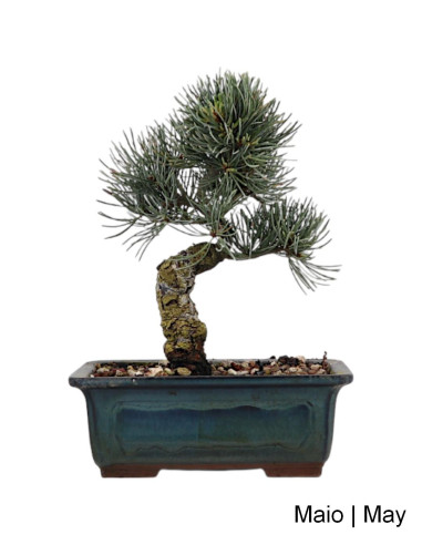 19-year-old Pinus Pentaphylla Bonsai