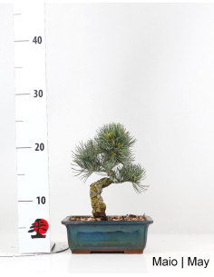 Bonsai di Pinus Pentaphylla di 19 anni 2