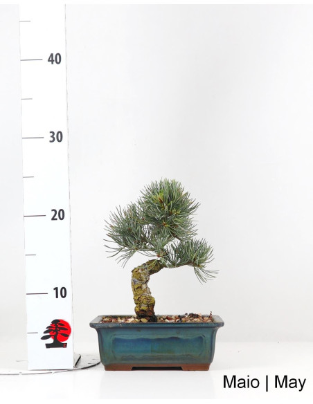 19-year-old Pinus Pentaphylla Bonsai