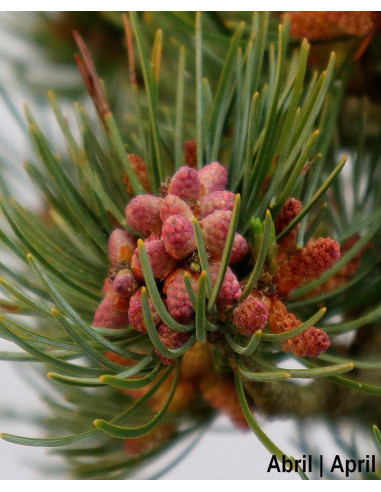 19-year-old Pinus Pentaphylla Bonsai