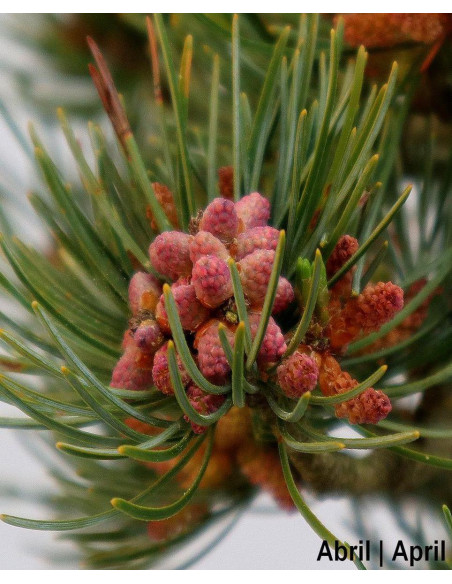 19-year-old Pinus Pentaphylla Bonsai