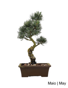 19 Jahre alter Pinus Pentaphylla Bonsai