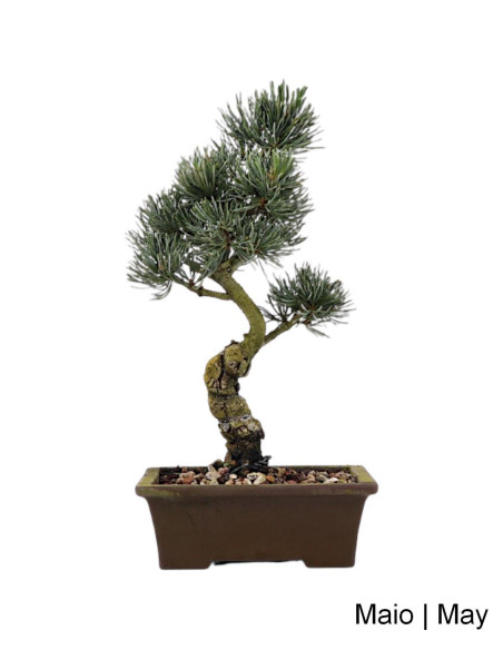 Pinus Pentaphylla Bonsai de 19 ans