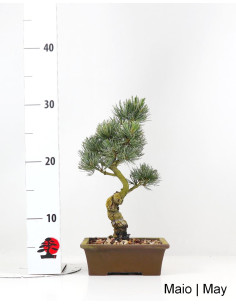 19 Jahre alter Pinus Pentaphylla Bonsai 2