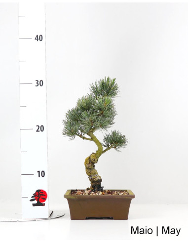 Pinus Pentaphylla Bonsai de 19 ans