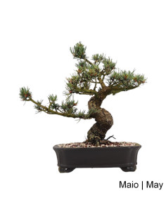 Bonsai di Pino Pentaphylla di 37 anni