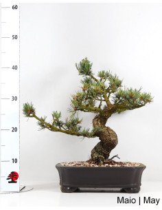 Bonsai di Pino Pentaphylla di 37 anni 2