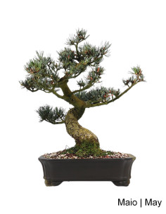 Pinheiro Pentaphylla Bonsai di 37 anni