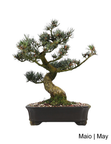 Pinheiro Pentaphylla Bonsai de 37 anos