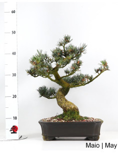 Pinheiro Pentaphylla Bonsai di 37 anni 2