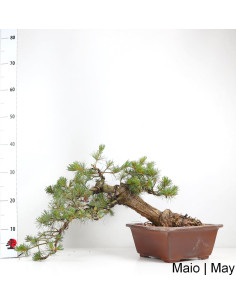 Pinus Pentaphylla Bonsai 40 Jahre alt