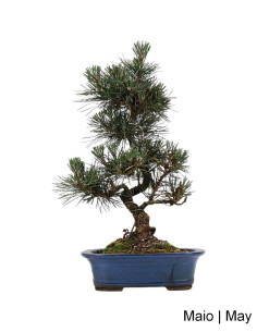 Pinus Thunbergii Kotobuki Bonsai di 23 anni