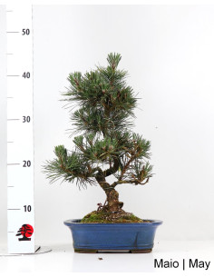 Pinus Thunbergii Kotobuki Bonsai di 23 anni 2