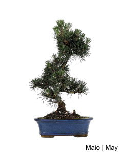Pinus Thunbergii Kotobuki Bonsai di 23 anni