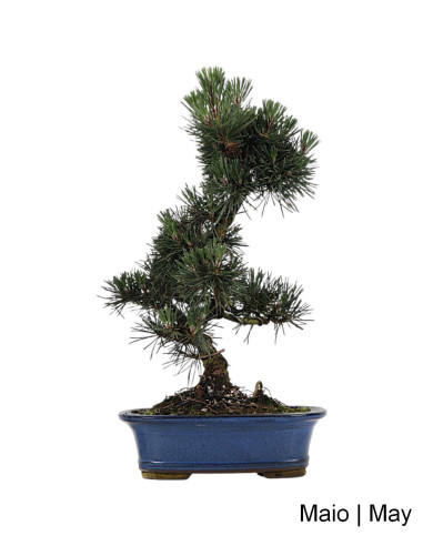 Pinus Thunbergii Kotobuki Bonsai de 23 años