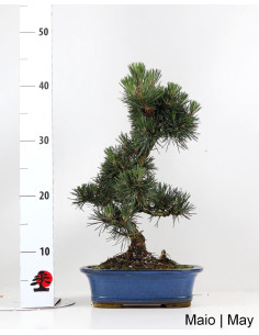23 Jahre alter Pinus Thunbergii Kotobuki Bonsai 2