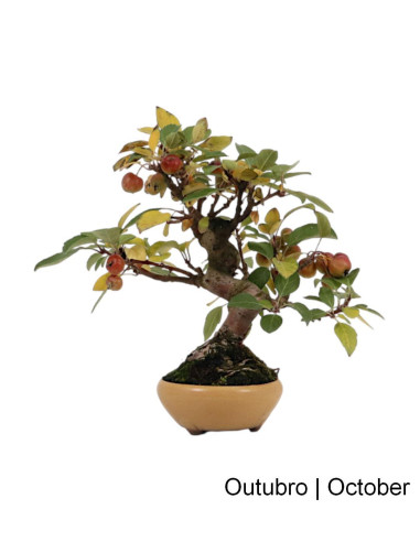 Bonsai di Melo "Everest" di 20 anni